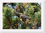 kapylintu Parrot Crossbill 8983 * 693 x 481 * (387KB)